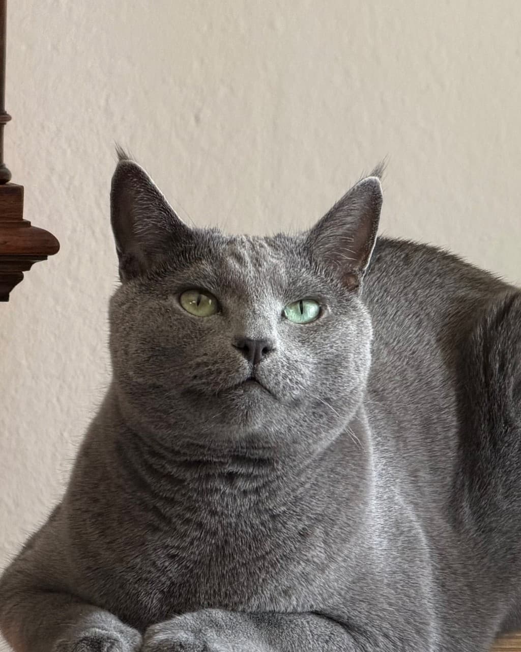 Candid phone photo of the PetPhotos founder's cat before generation