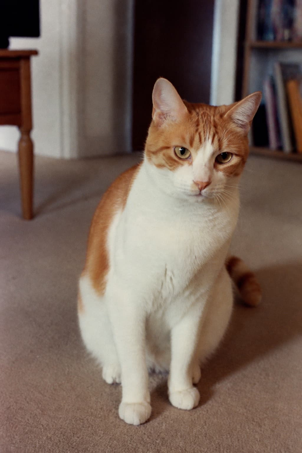 AI pet portrait in Film style — a cat photographed with visible grain and faded warm colour, composed like a family album snapshot