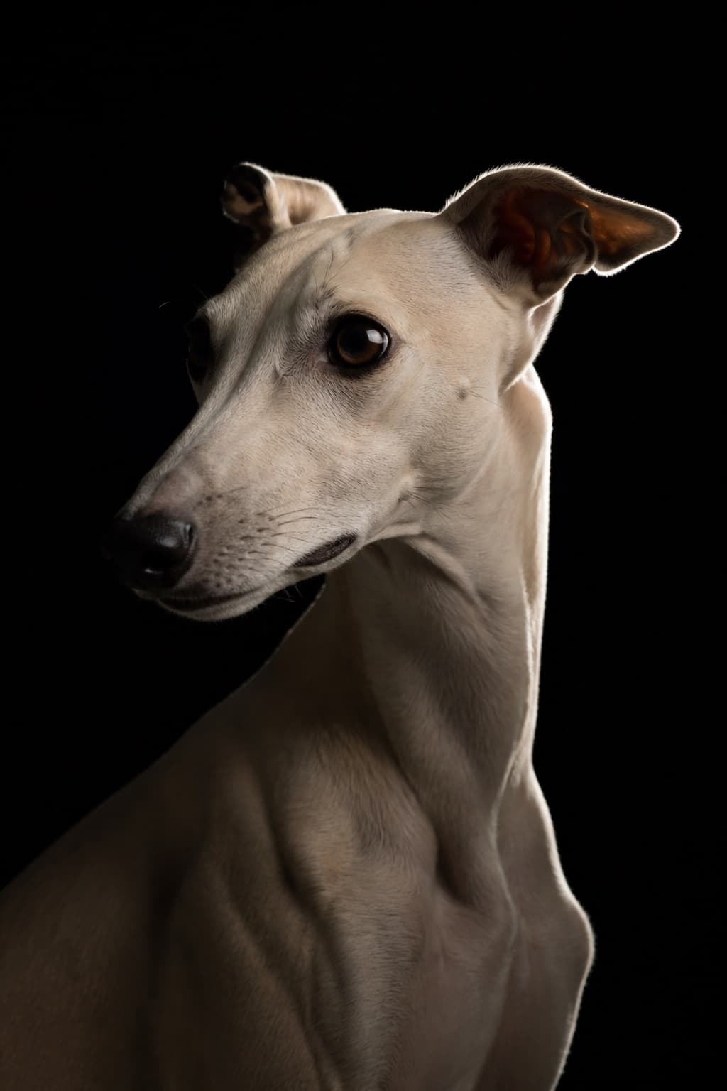AI pet portrait in Low Key style — a light-coated dog against near-black, a single hard rim light drawing the head and ears